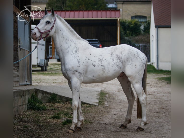 Englisches Vollblut Hengst Falbe in Lamorlaye