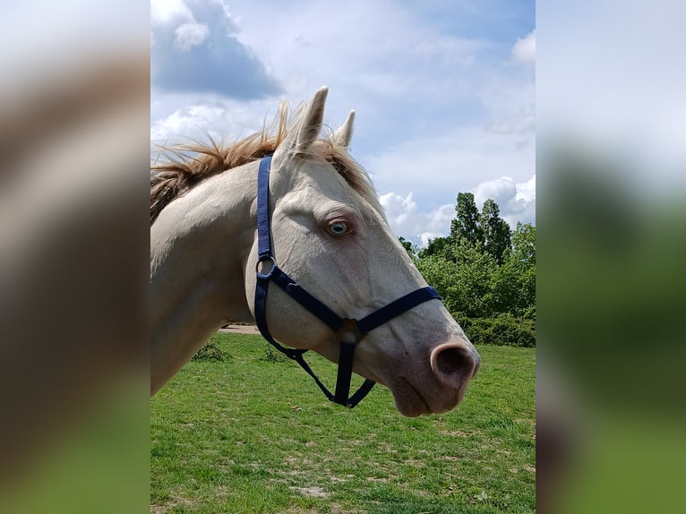 Englisches Vollblut Hengst Perlino in Beaumont pied-de-boeuf