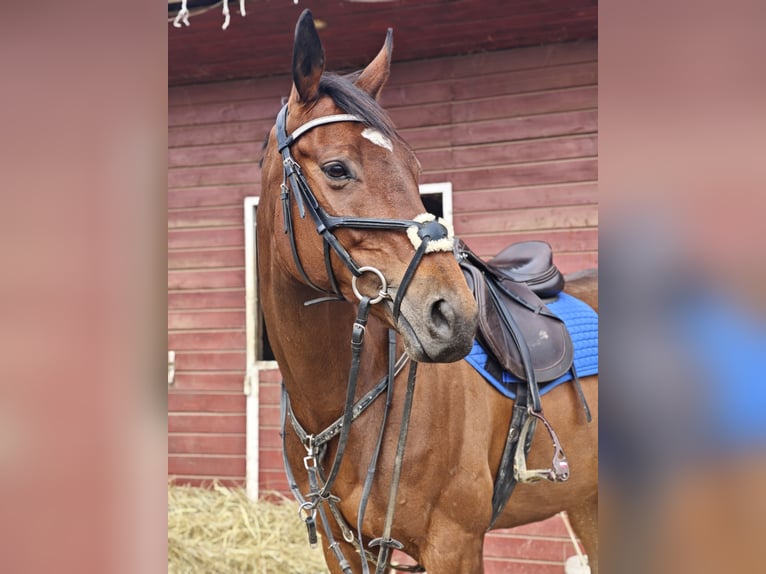 Englisches Vollblut Stute 10 Jahre 158 cm Brauner in Świerklany