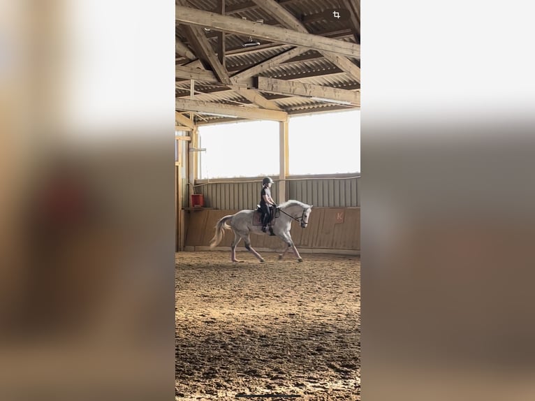 Englisches Vollblut Stute 10 Jahre 160 cm Fliegenschimmel in Elsoff