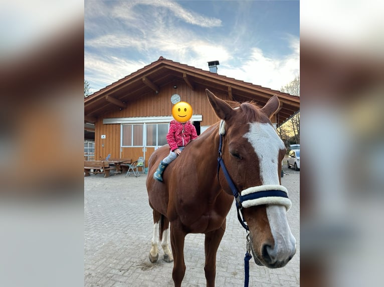 Englisches Vollblut Stute 10 Jahre 160 cm Fuchs in Murnau