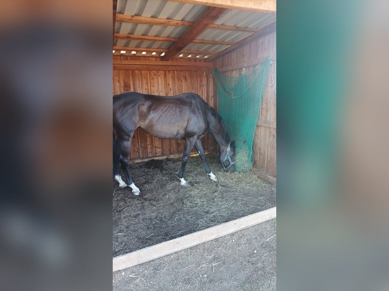 Englisches Vollblut Stute 10 Jahre 160 cm Schwarzbrauner in Isny im Allgäu