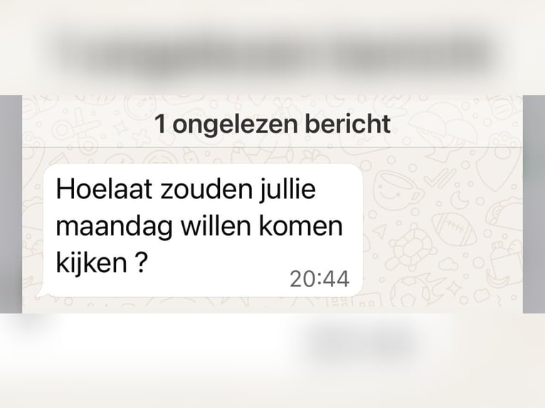 Englisches Vollblut Stute 10 Jahre 161 cm Dunkelbrauner in Grootschermer