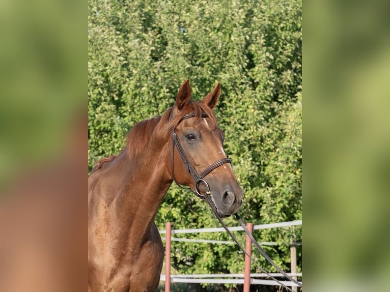 Englisches Vollblut Stute 10 Jahre 162 cm Fuchs in Wernau