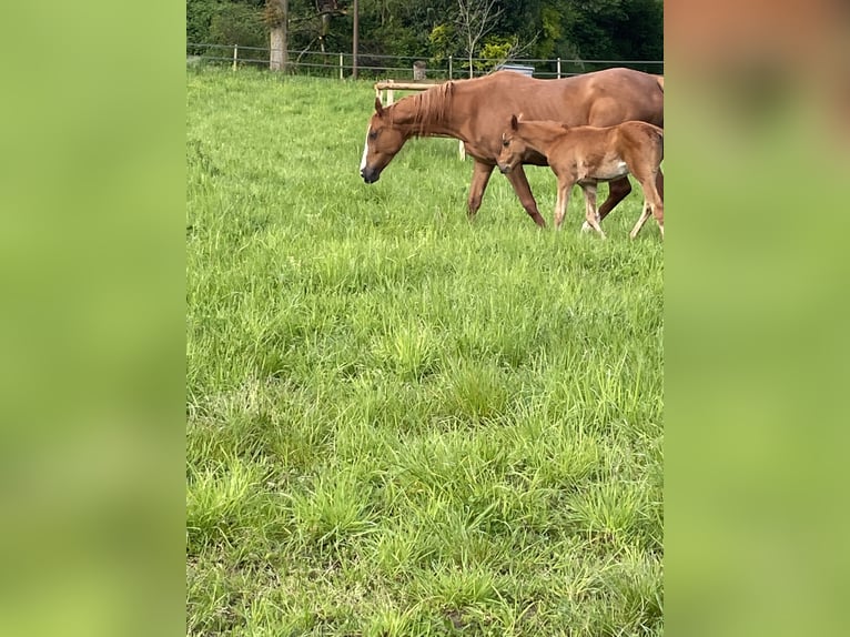 Englisches Vollblut Stute 10 Jahre 162 cm Fuchs in Iffezheim