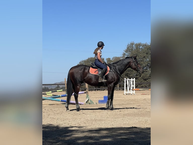 Englisches Vollblut Stute 10 Jahre 163 cm Rotbrauner in Grass Valley