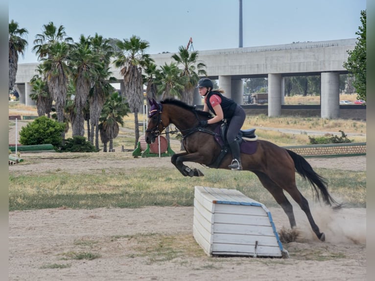 Englisches Vollblut Stute 10 Jahre 163 cm Rotbrauner in Grass Valley