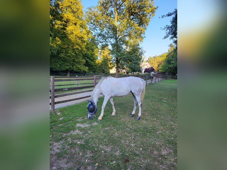 Englisches Vollblut Mix Stute 10 Jahre 164 cm Apfelschimmel in K&#xF6;ln