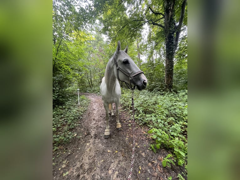 Englisches Vollblut Mix Stute 10 Jahre 164 cm Apfelschimmel in K&#xF6;ln