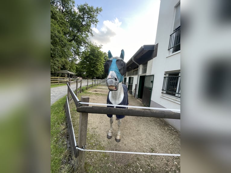 Englisches Vollblut Mix Stute 10 Jahre 164 cm Apfelschimmel in K&#xF6;ln