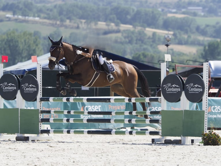 Englisches Vollblut Stute 10 Jahre 164 cm Dunkelbrauner in Banyoles