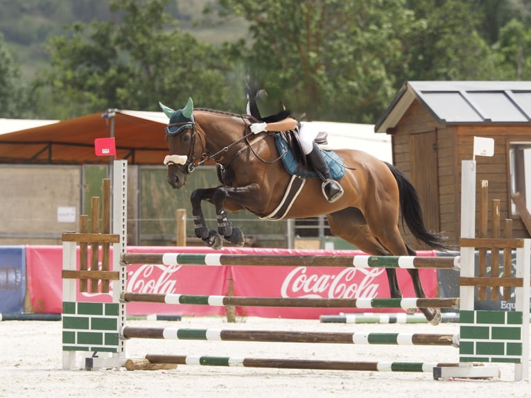 Englisches Vollblut Stute 10 Jahre 164 cm Dunkelbrauner in Banyoles