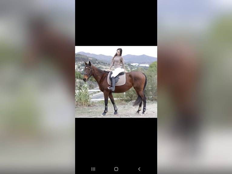 Englisches Vollblut Stute 10 Jahre 165 cm Brauner in Estepona