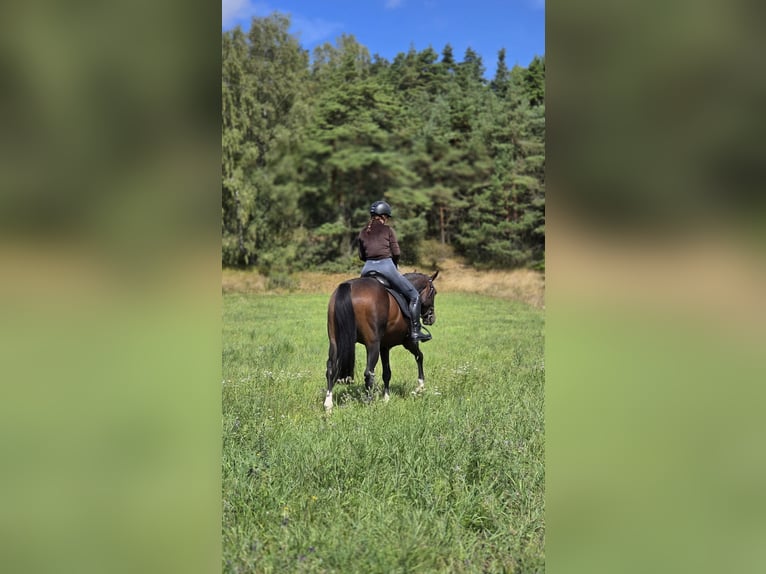 Englisches Vollblut Stute 10 Jahre 165 cm Schwarzbrauner in Lichtenfels