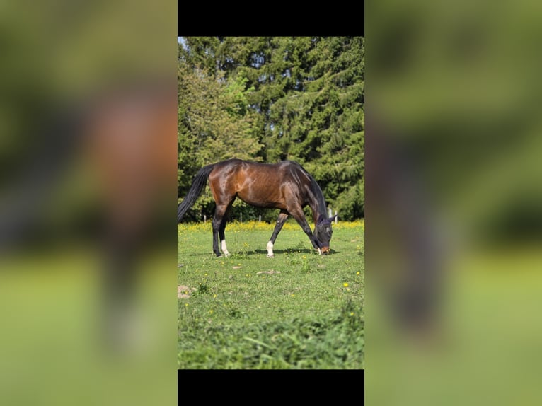 Englisches Vollblut Stute 10 Jahre 165 cm Schwarzbrauner in Lichtenfels