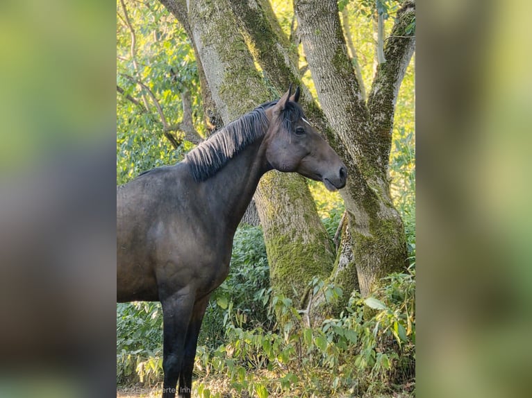 Englisches Vollblut Stute 10 Jahre 165 cm Schwarzbrauner in Lichtenfels