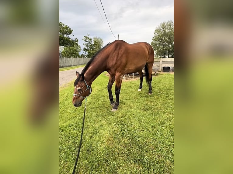 Englisches Vollblut Stute 10 Jahre 166 cm Brauner in Salt Lick