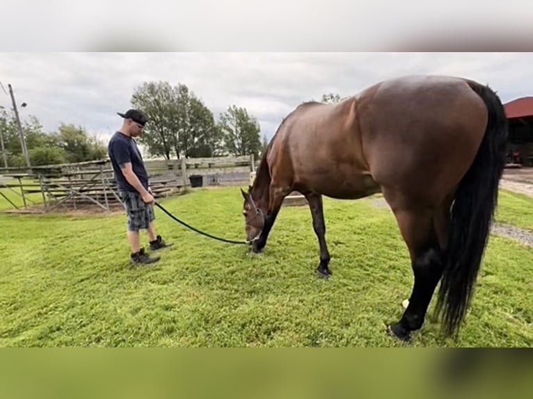 Englisches Vollblut Stute 10 Jahre 166 cm Brauner in Salt Lick