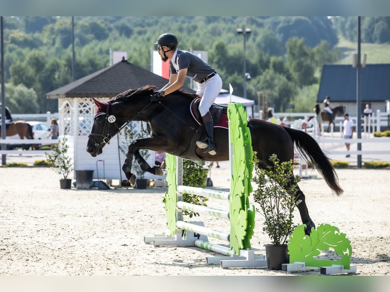 Englisches Vollblut Stute 10 Jahre 166 cm Dunkelbrauner in MichałoWice