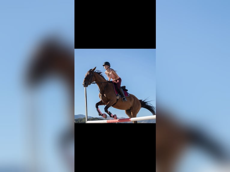 Englisches Vollblut Stute 10 Jahre 167 cm Brauner in Estepona