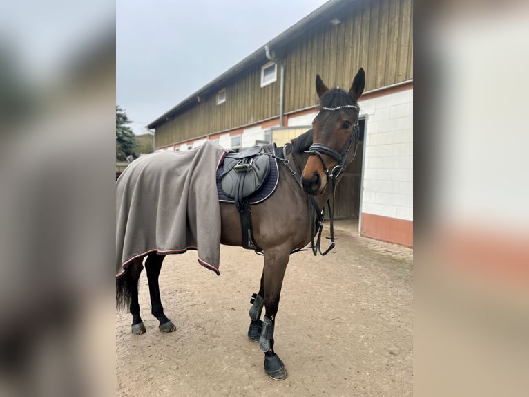 Englisches Vollblut Stute 10 Jahre 167 cm Brauner in Heidelberg