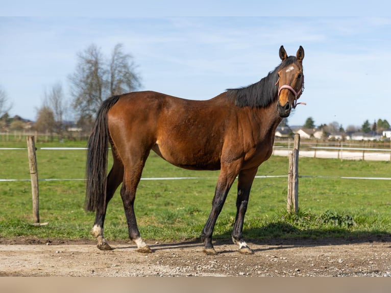 Englisches Vollblut Stute 10 Jahre 167 cm Brauner in benejacq