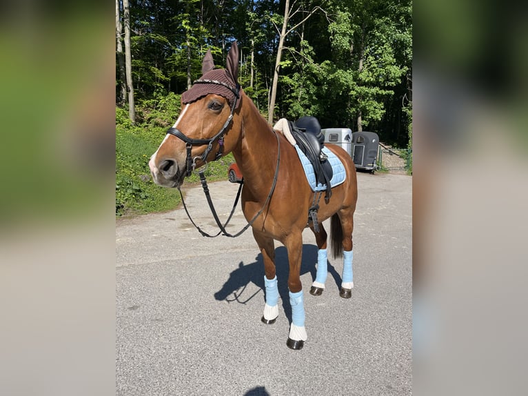 Englisches Vollblut Mix Stute 11 Jahre 156 cm Rotfuchs in Kaltenleutgeben