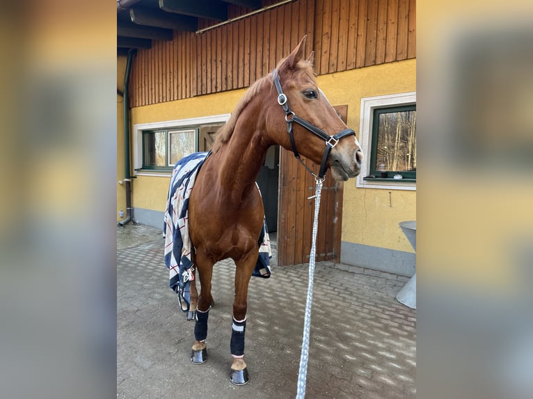 Englisches Vollblut Mix Stute 11 Jahre 156 cm Rotfuchs in Kaltenleutgeben