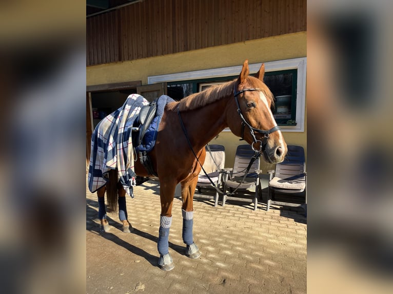 Englisches Vollblut Mix Stute 11 Jahre 156 cm Rotfuchs in Kaltenleutgeben
