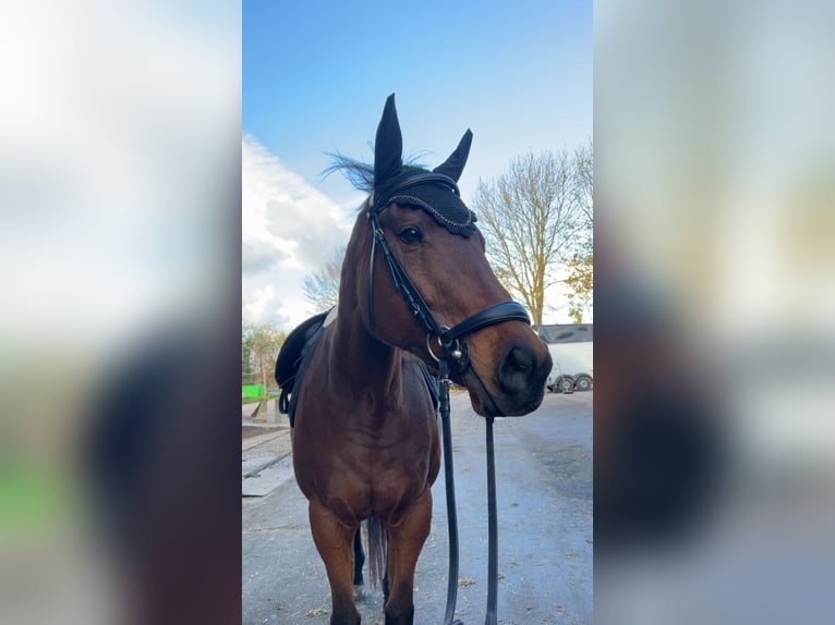 Englisches Vollblut Stute 11 Jahre 160 cm Brauner in Wijdewormer