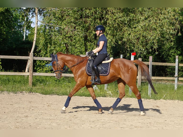 Englisches Vollblut Stute 11 Jahre 160 cm Fuchs in Weisenheim am Sand