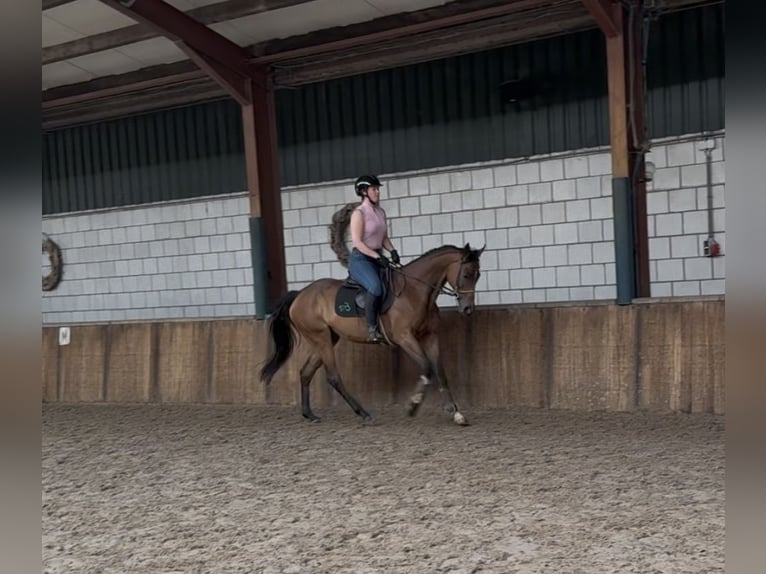 Englisches Vollblut Stute 11 Jahre 162 cm Brauner in Oud Gastel