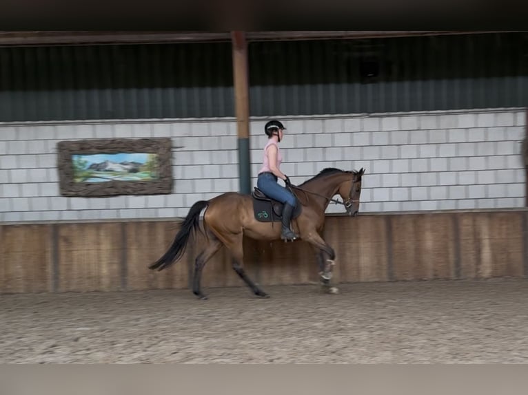 Englisches Vollblut Stute 11 Jahre 162 cm Brauner in Oud Gastel