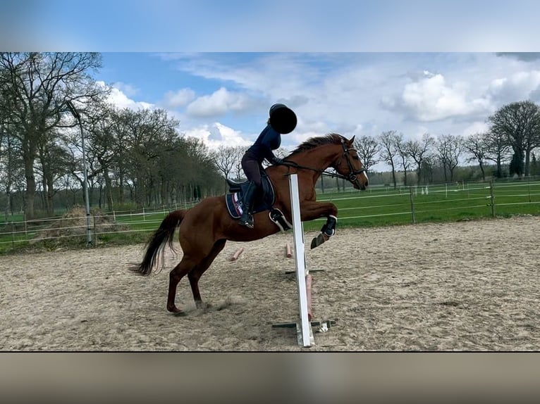 Englisches Vollblut Stute 11 Jahre 162 cm Fuchs in Westoverledingen