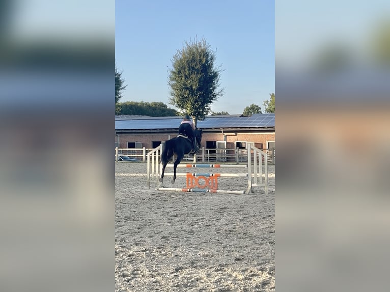 Englisches Vollblut Stute 11 Jahre 163 cm Brauner in Emsbüren