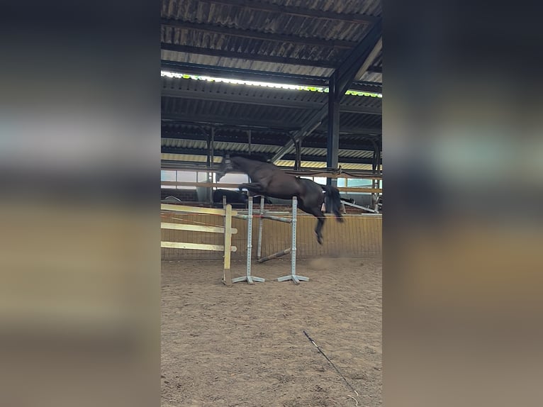 Englisches Vollblut Stute 11 Jahre 163 cm Brauner in Emsbüren