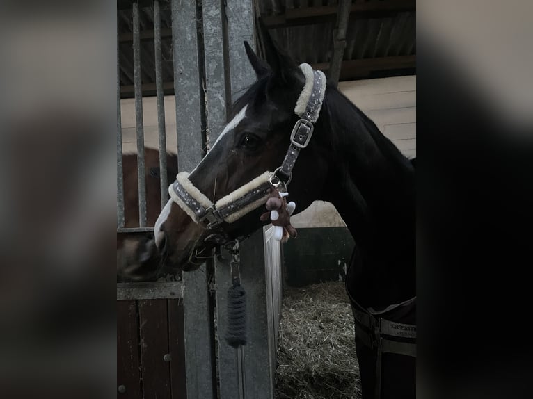 Englisches Vollblut Stute 11 Jahre 164 cm Brauner in DörpenHeede