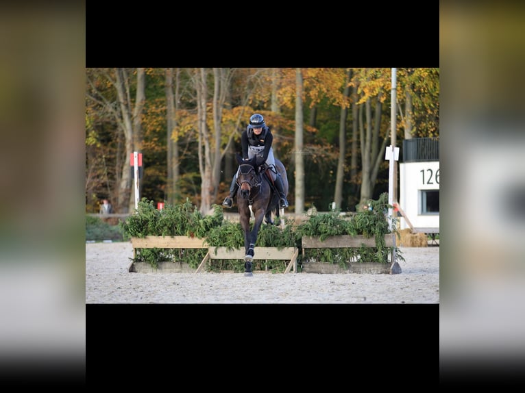 Englisches Vollblut Stute 11 Jahre 164 cm Rotbrauner in Hardinxveld Giessendam