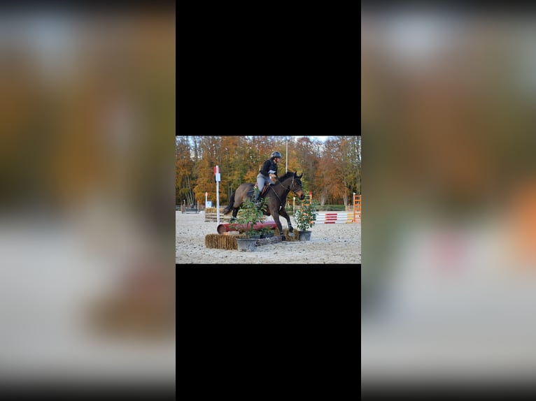 Englisches Vollblut Stute 11 Jahre 164 cm Rotbrauner in Hardinxveld Giessendam
