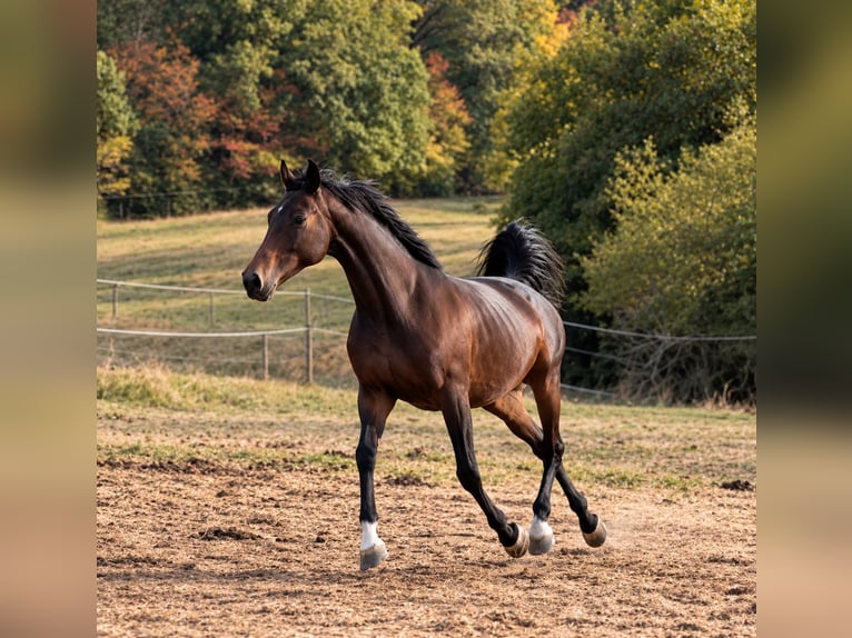 Englisches Vollblut Stute 11 Jahre 166 cm Dunkelbrauner in Vichy