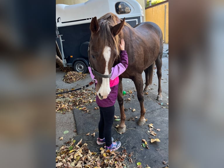 Englisches Vollblut Stute 11 Jahre 167 cm Dunkelfuchs in Seeham