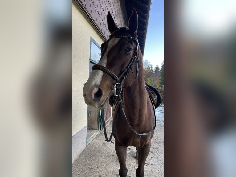 Englisches Vollblut Stute 11 Jahre 167 cm Dunkelfuchs in Seeham