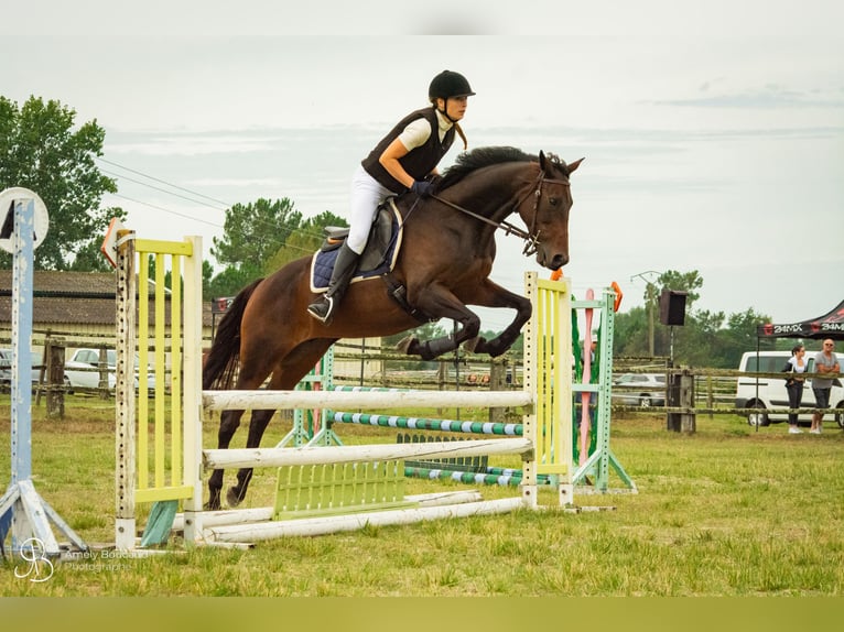 Englisches Vollblut Mix Stute 11 Jahre 168 cm Dunkelbrauner in Donnezac