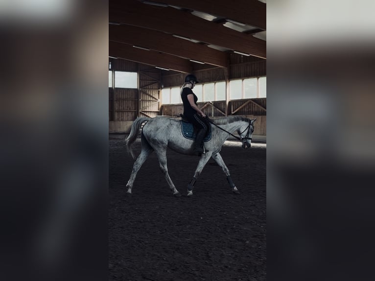 Englisches Vollblut Stute 12 Jahre 160 cm Apfelschimmel in Niederwölz