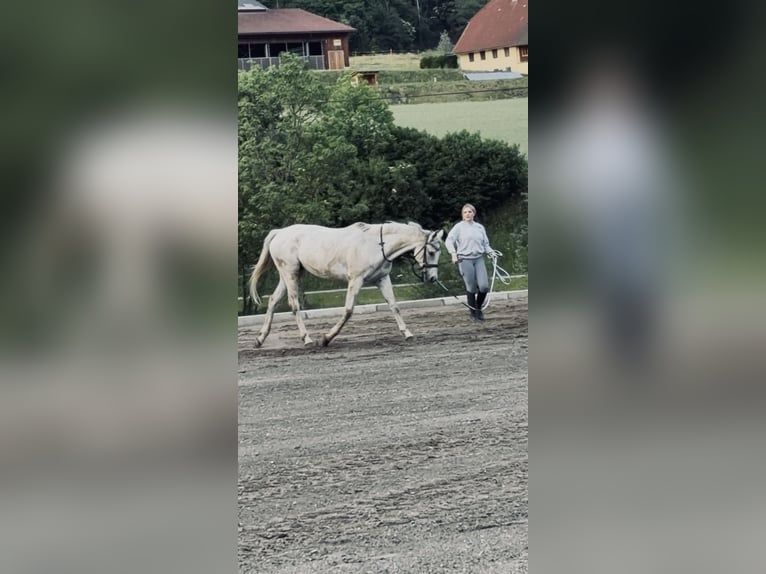 Englisches Vollblut Stute 12 Jahre 160 cm Apfelschimmel in Niederwölz