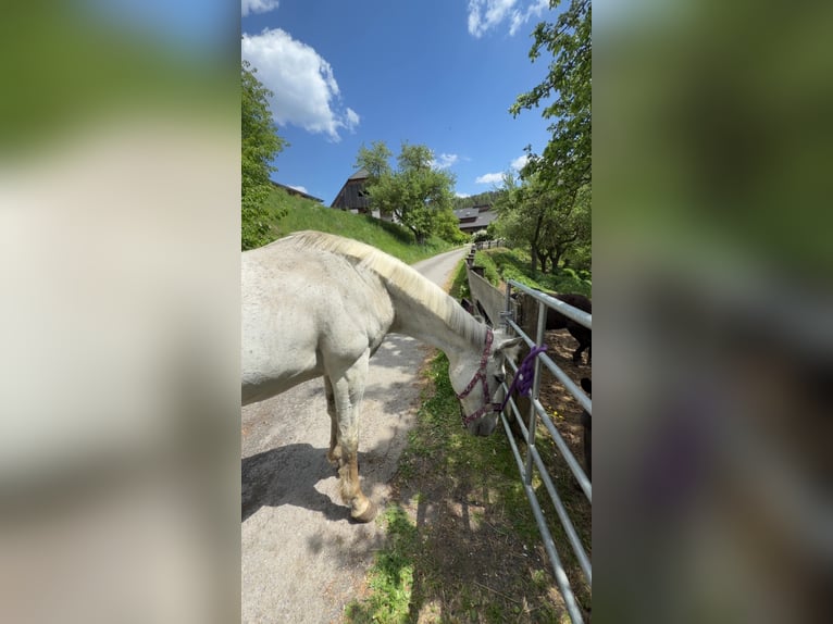 Englisches Vollblut Stute 12 Jahre 160 cm Apfelschimmel in Niederwölz