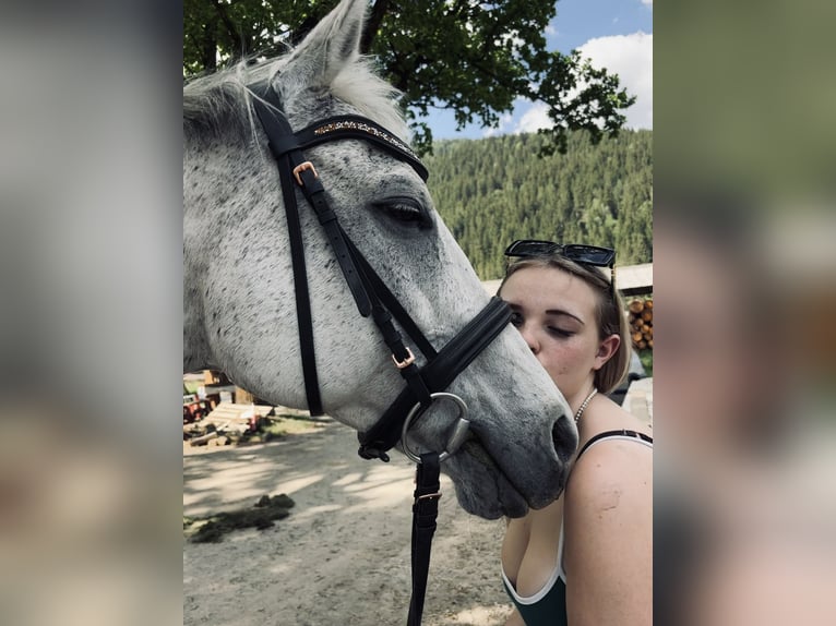 Englisches Vollblut Stute 12 Jahre 160 cm Apfelschimmel in Niederwölz