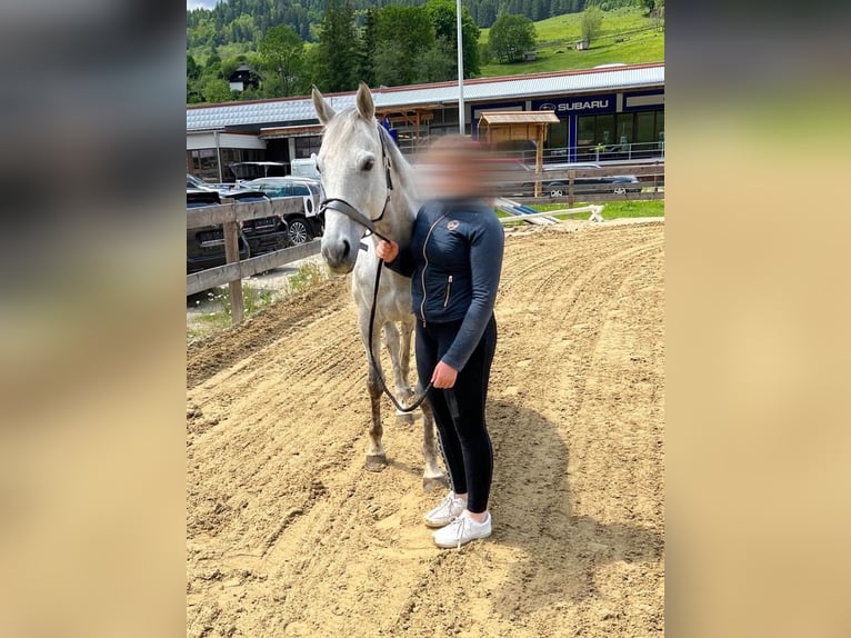 Englisches Vollblut Stute 12 Jahre 160 cm Apfelschimmel in Scheifling