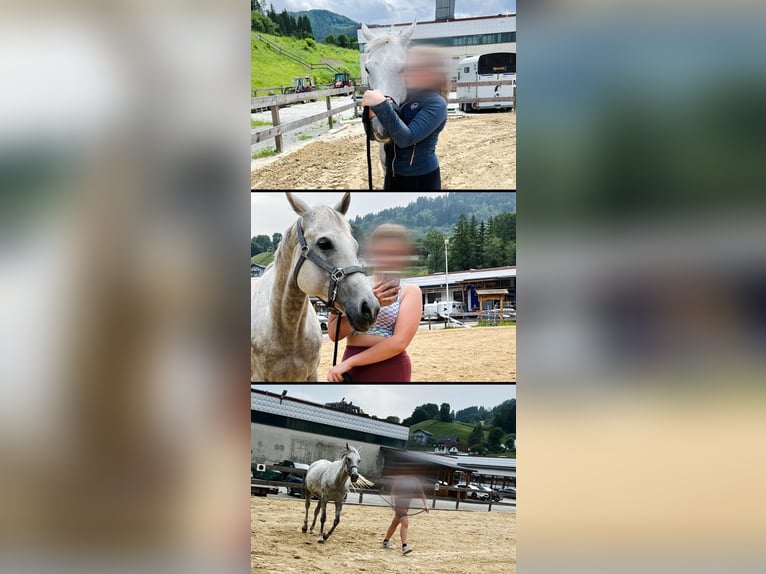 Englisches Vollblut Stute 12 Jahre 160 cm Apfelschimmel in Scheifling