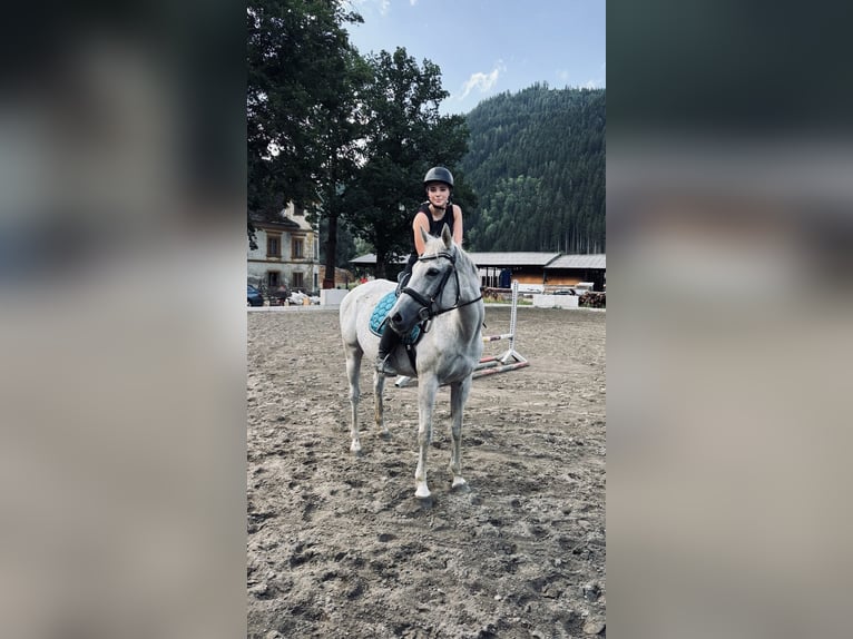 Englisches Vollblut Stute 12 Jahre 160 cm  in Oberwölz